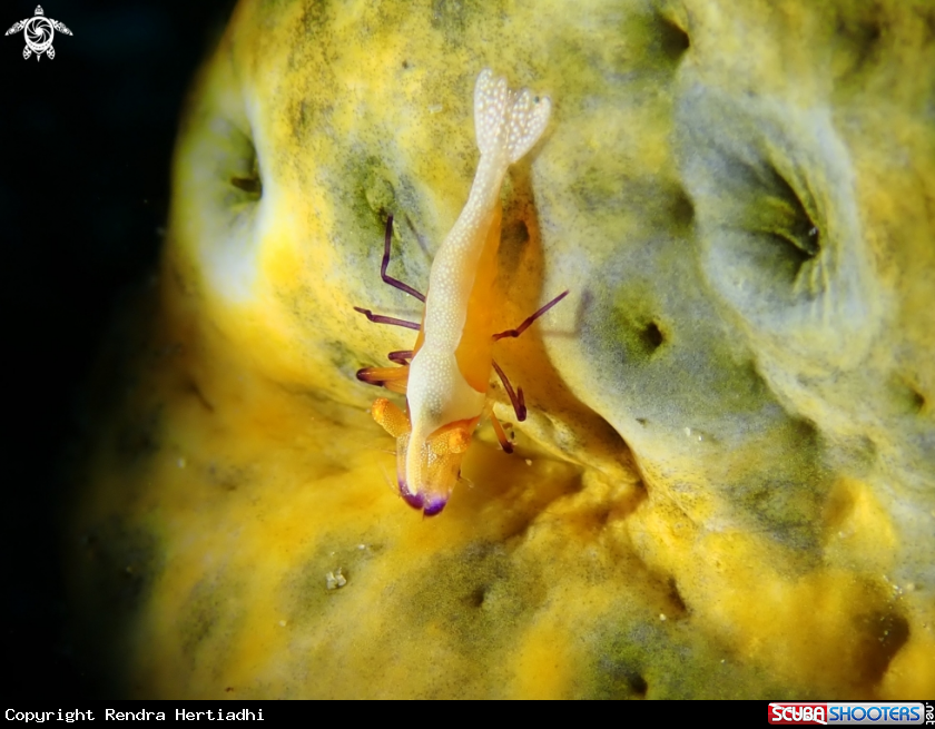 A Emperor Shrimp