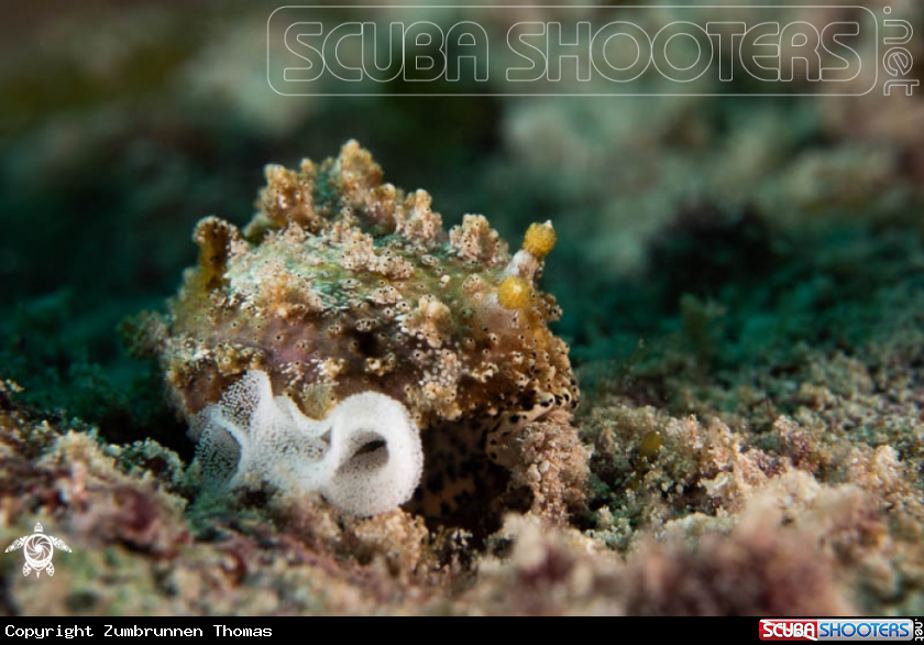 A Nudibranch 