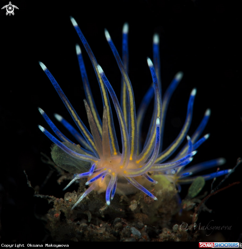 A Nudibranch Sakuraeolis kirembosa 