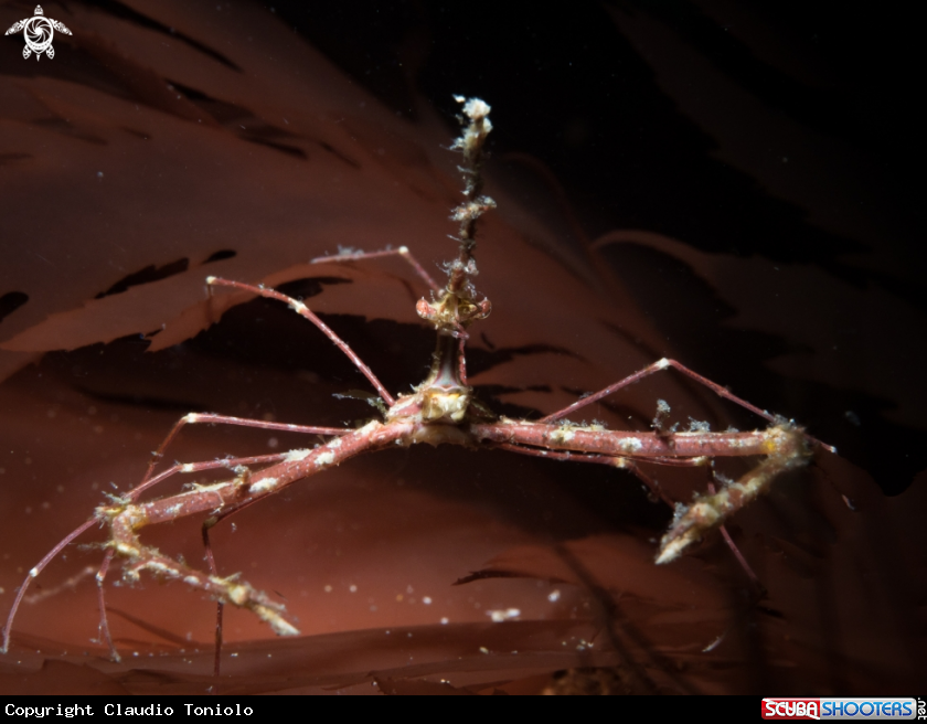 A Long Snout Elbow Crab