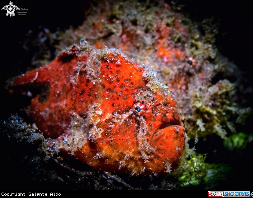 A Frogfish