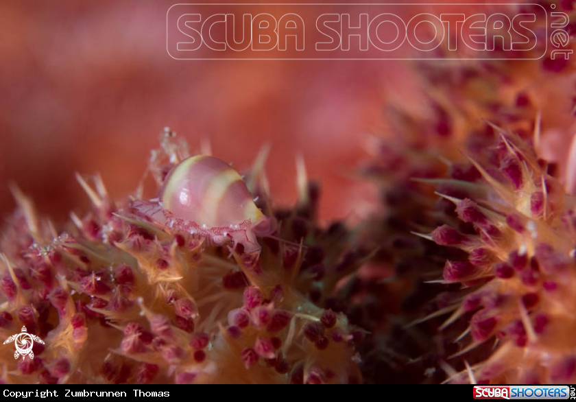 A Sea slug 