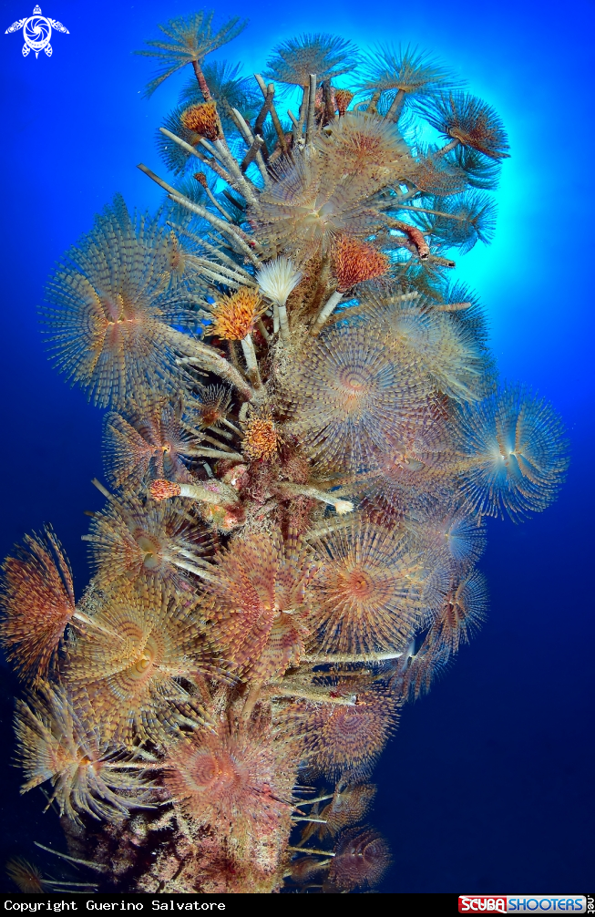 A sabella spalanzanii