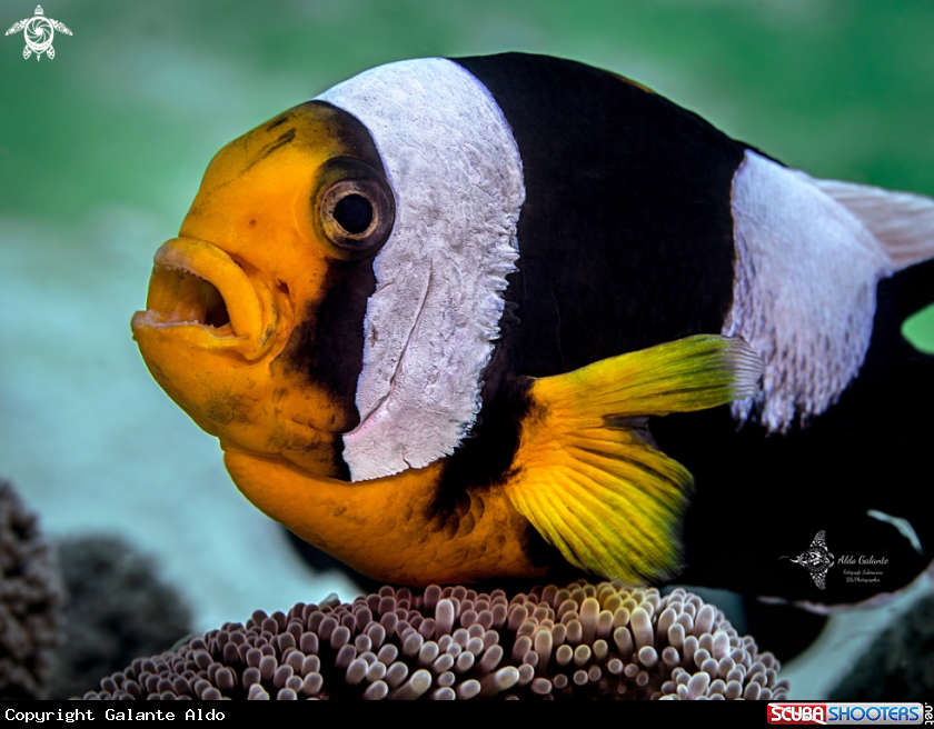 A Clownfish