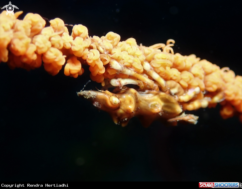 A Whip Dragon Shrimp