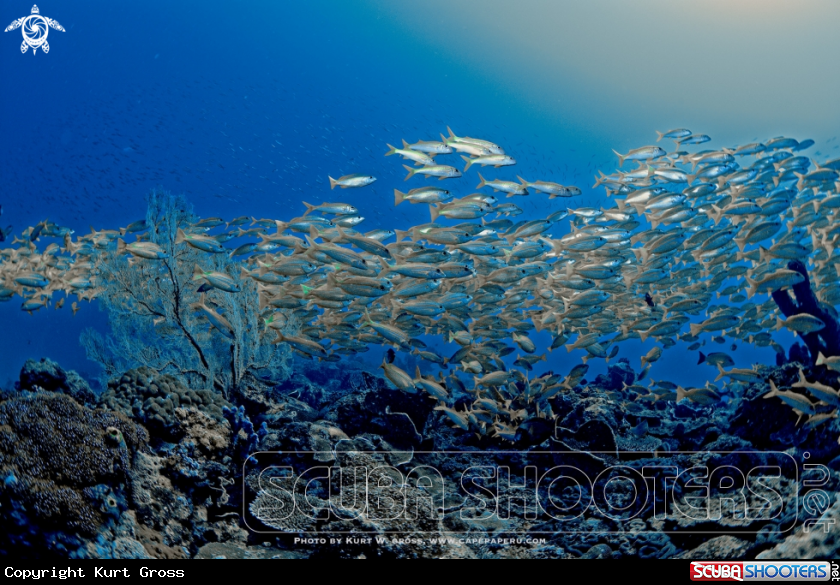 A Yellow snappers
