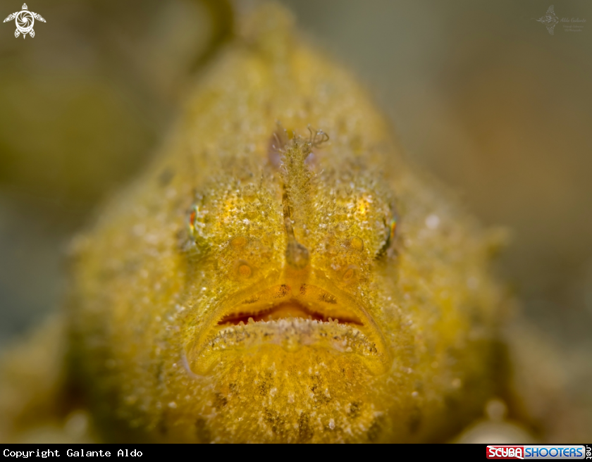 A Frogfish