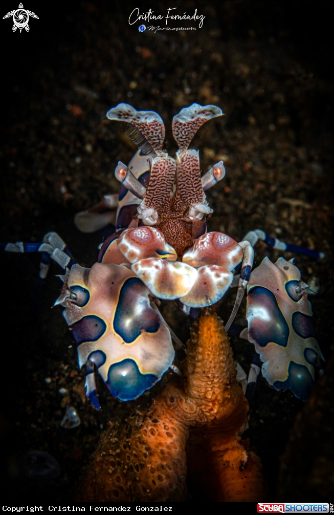 A Shrimp