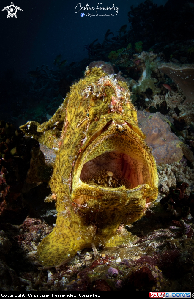 A Frogfish