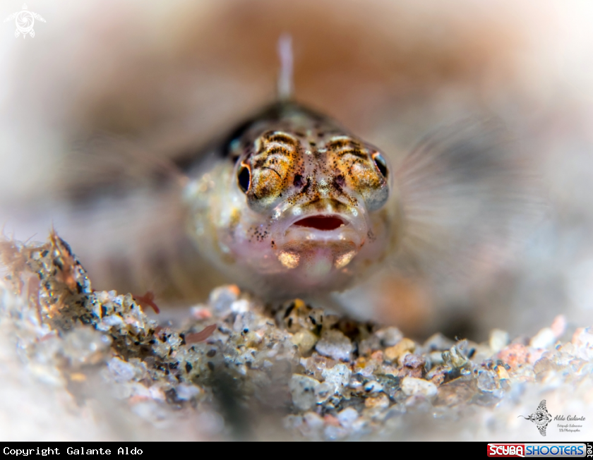 A Fish