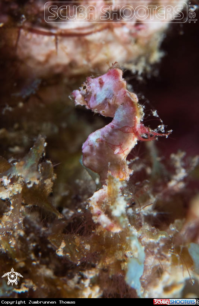 A Pygmy Seahorse 