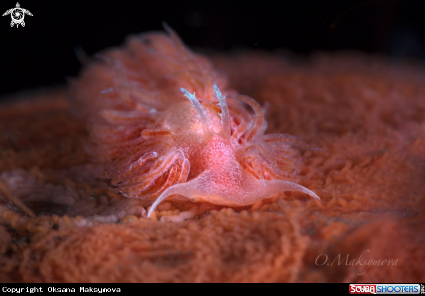 A Noumeaella sp.