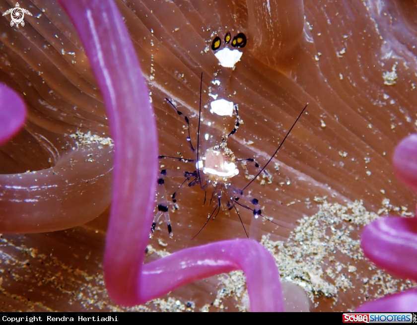 A Peacock-tail Anemone Shrimp