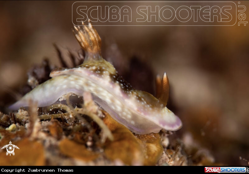 A Nudibranch 