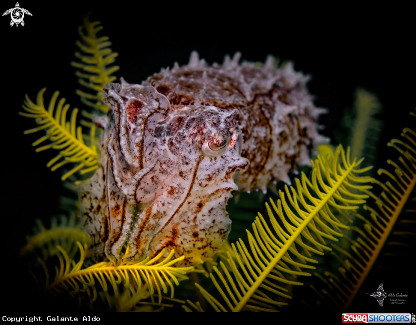 A Cuttlefish