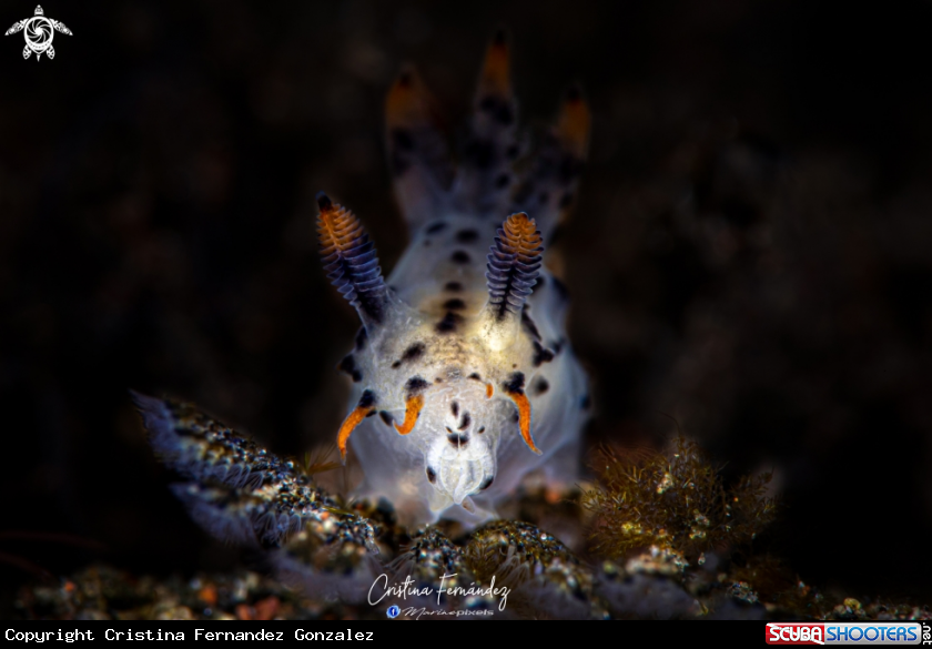 A Nudibranch