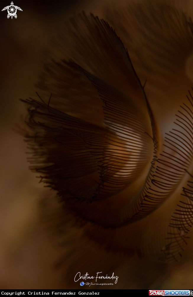 A Worm