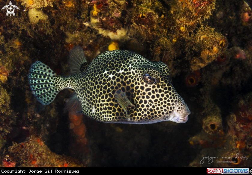 A Spotted Trunkfish