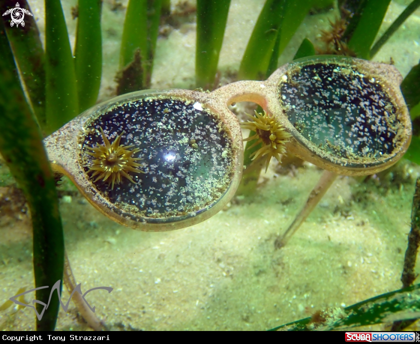 A Green snakelock anemone