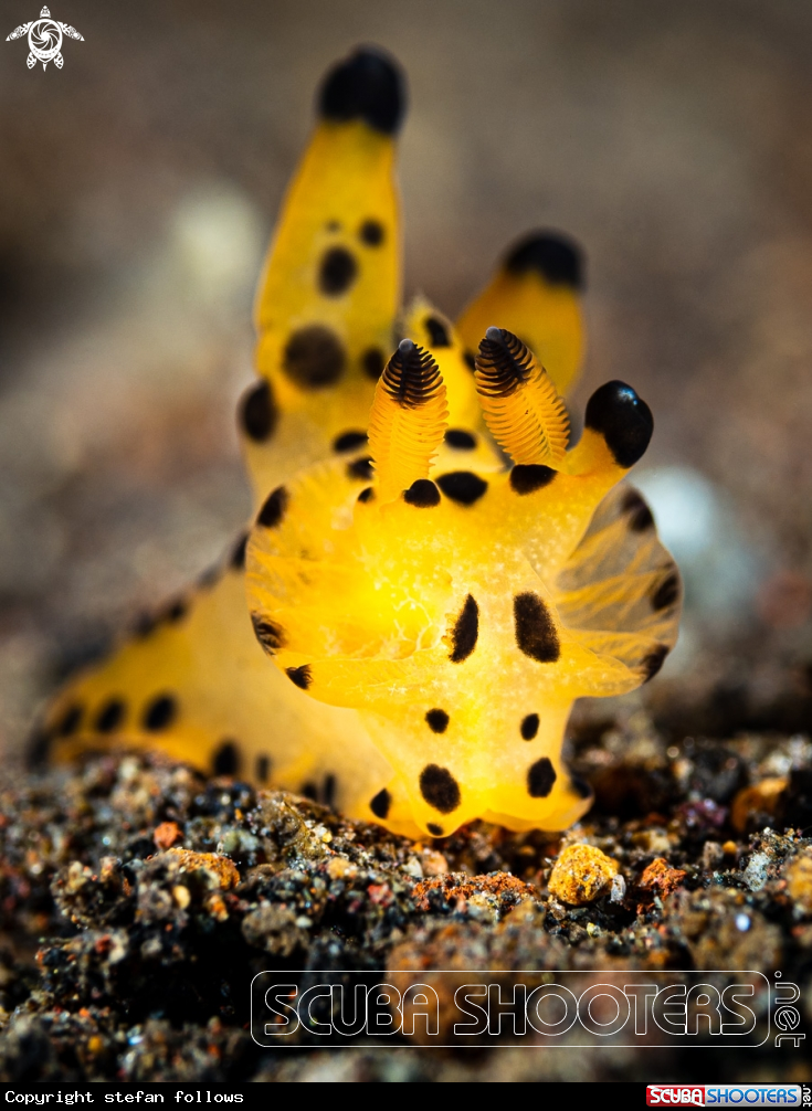 A Nudibranch