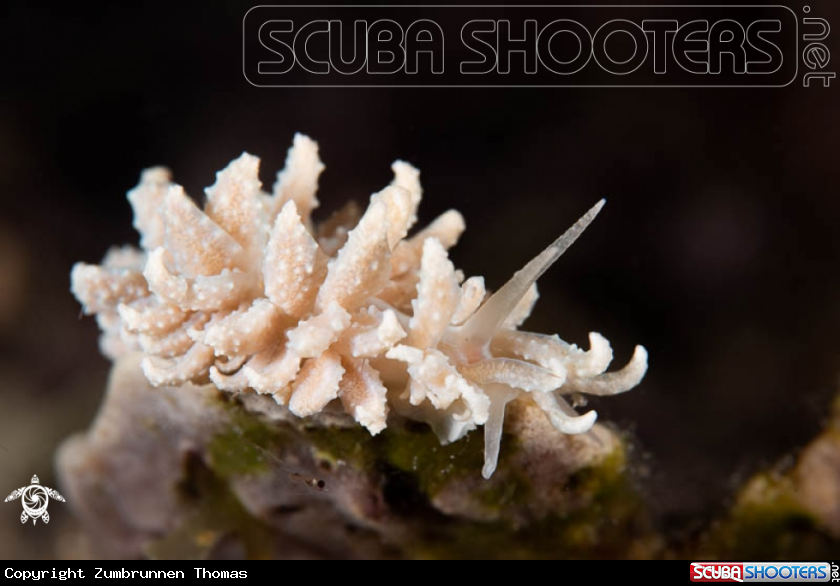 A Nudibranch 