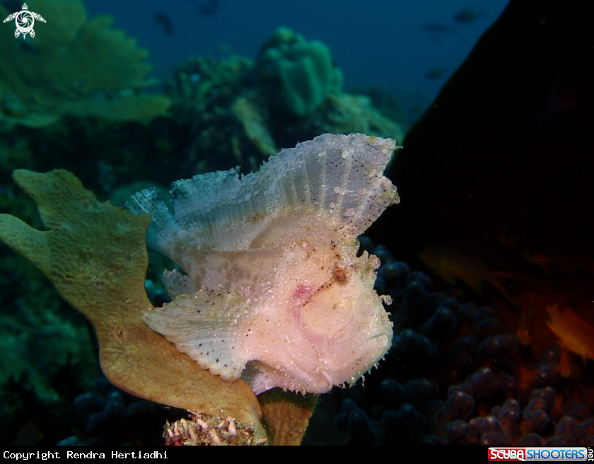 A Leaf Scorpionfish