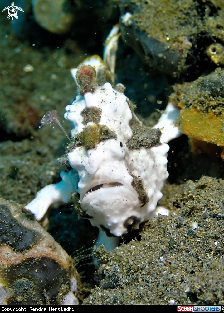 A Warty Frogfish