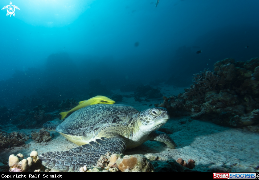 A Red Sea