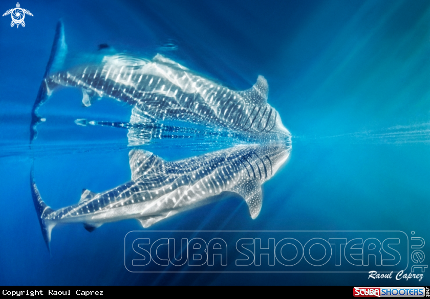 A Whale shark