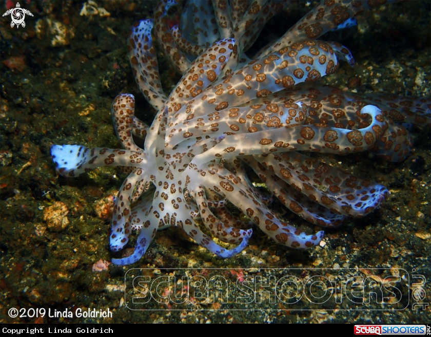 A Solar powered nudi