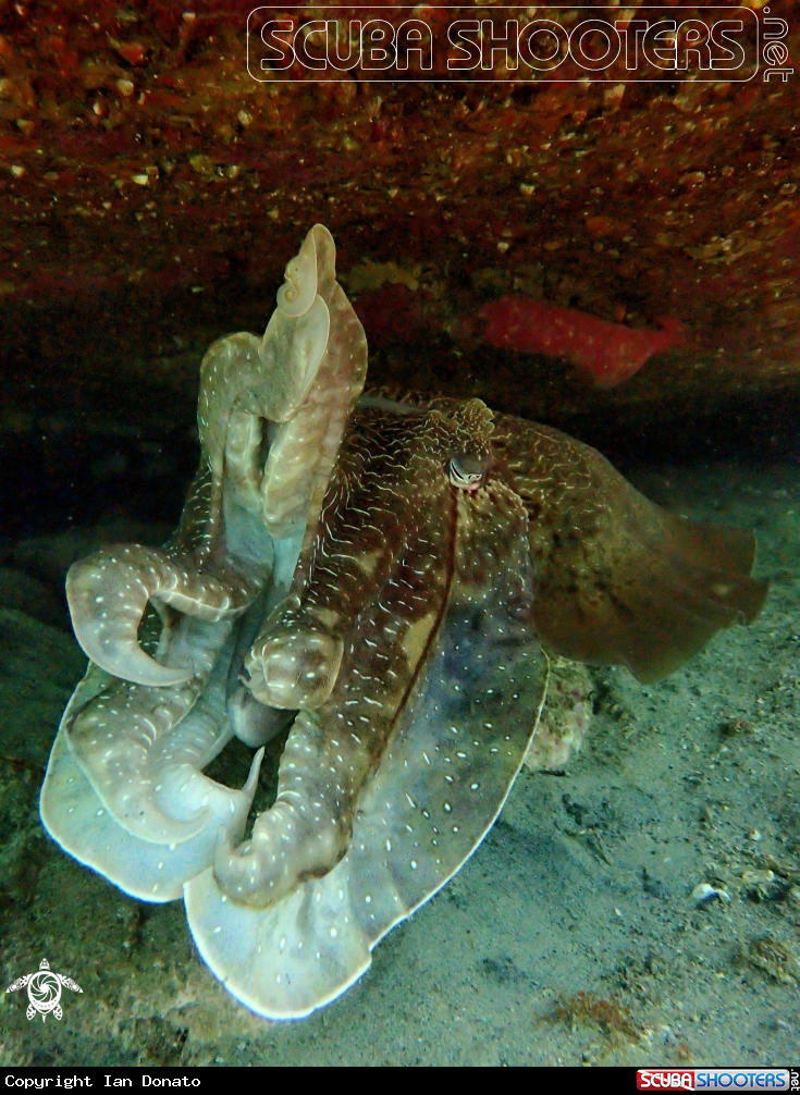 A Australian giant cuttlefish