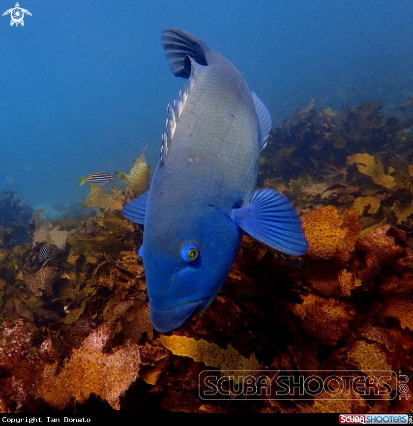 A Eastern blue groper