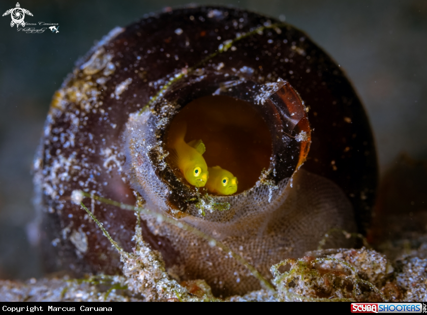 A Goby Couple in a bottle