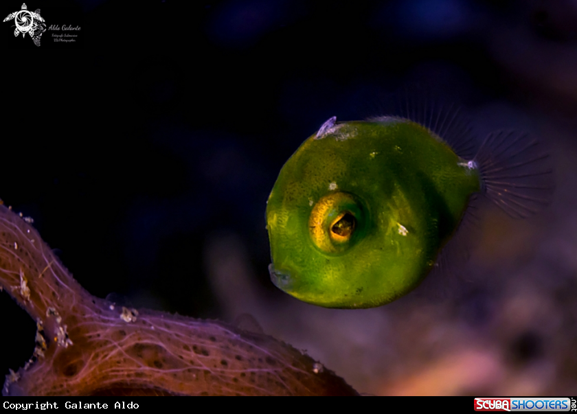 A Puffer Filefish