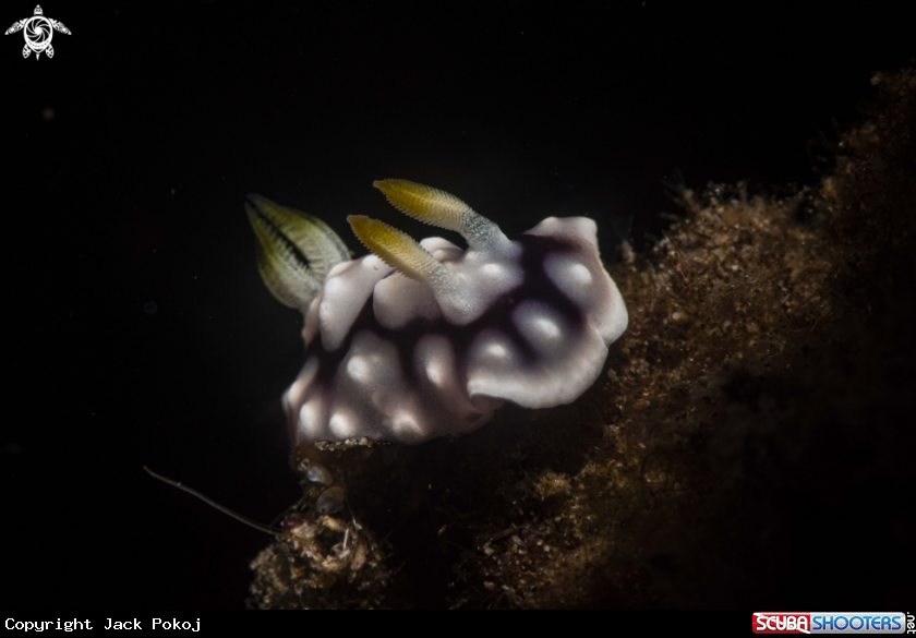 A Goniobranchus geometricus