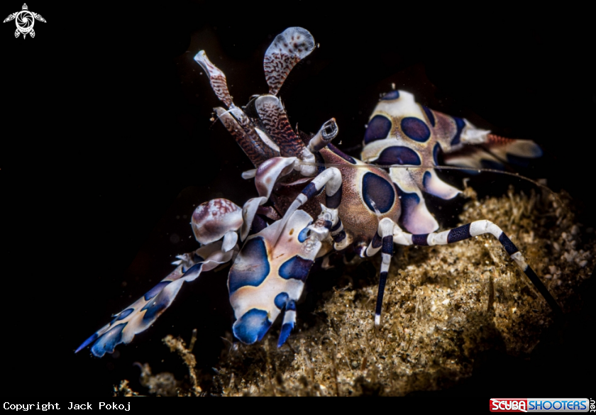 A Harlrquin shrimp