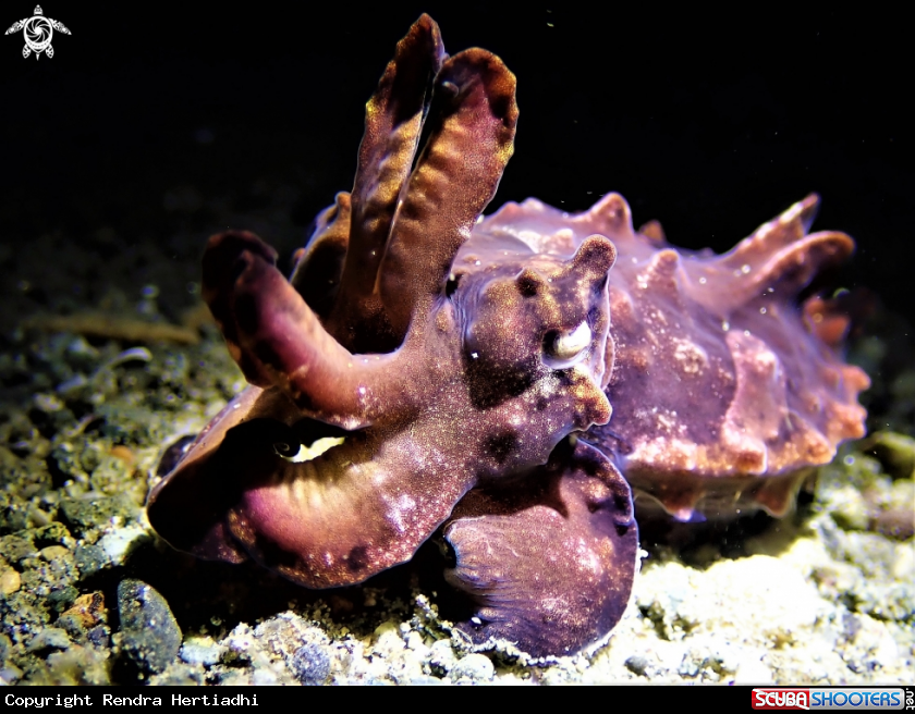 A Flamboyant Cuttlefish