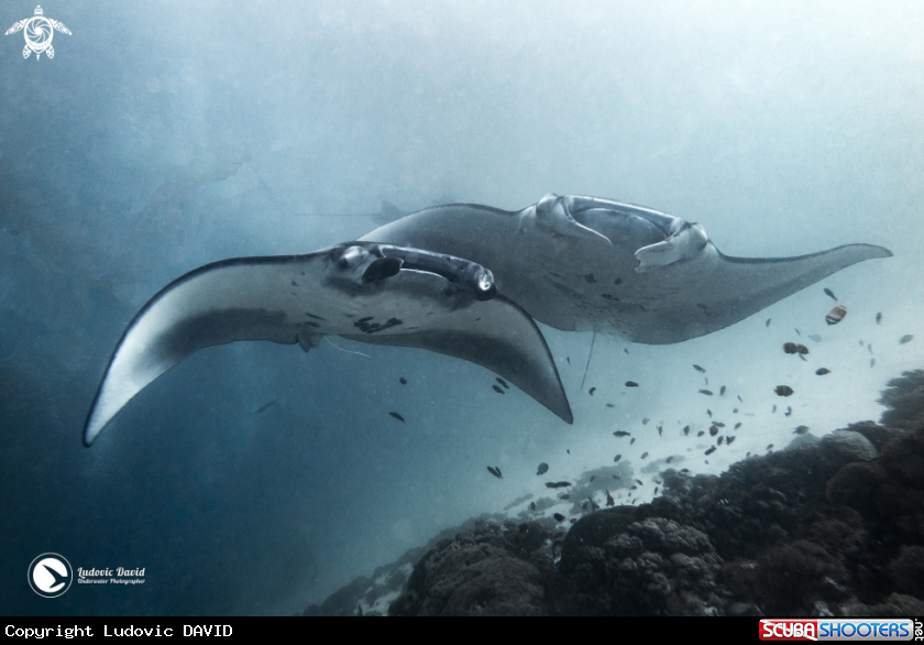 A Reef Manta