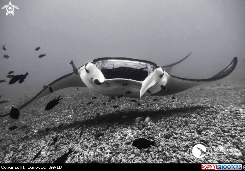 A Reef Manta