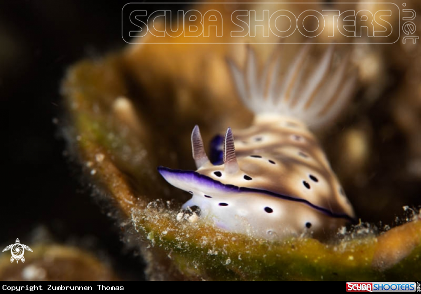 A Nudibranch 