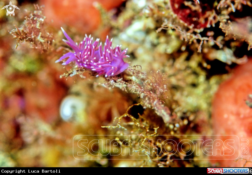A Flabellina