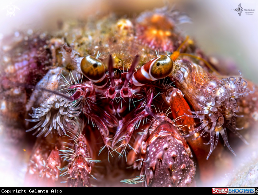 A Hermit Crab