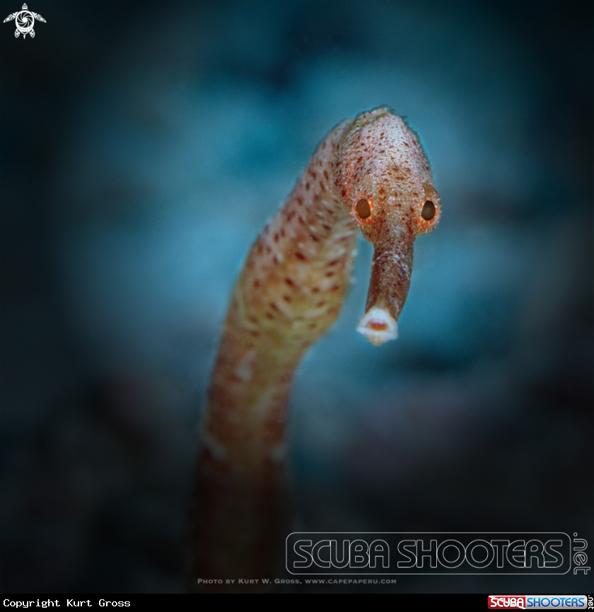 A Pipefish