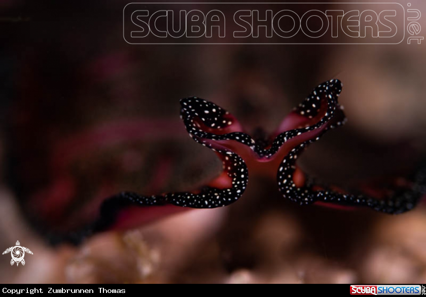 A Flatworm 
