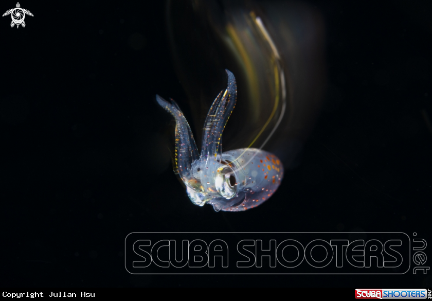 A Squid