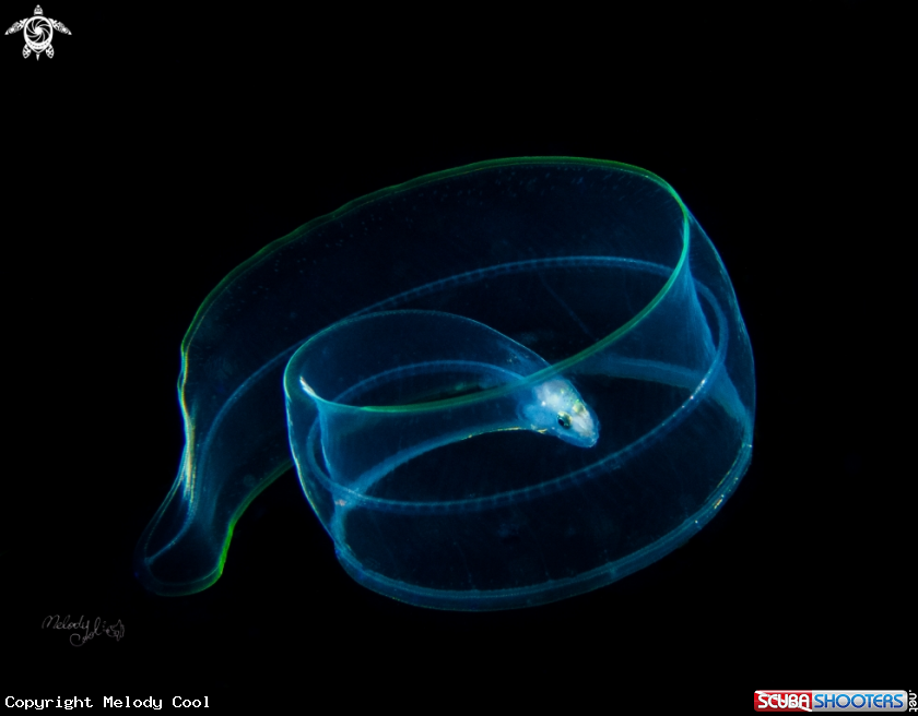 A Eel 