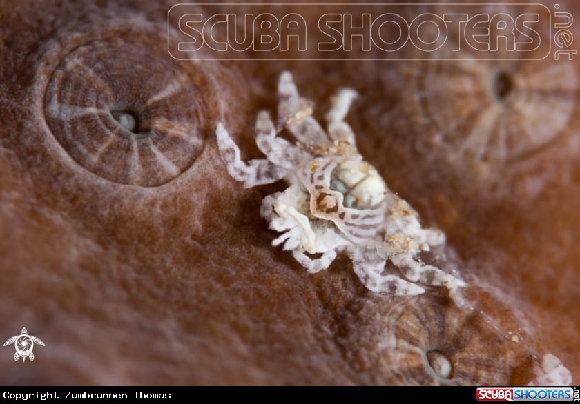 A Latisell’s gall crab 