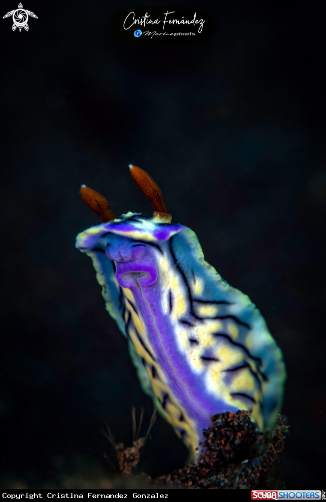 A Nudibrach