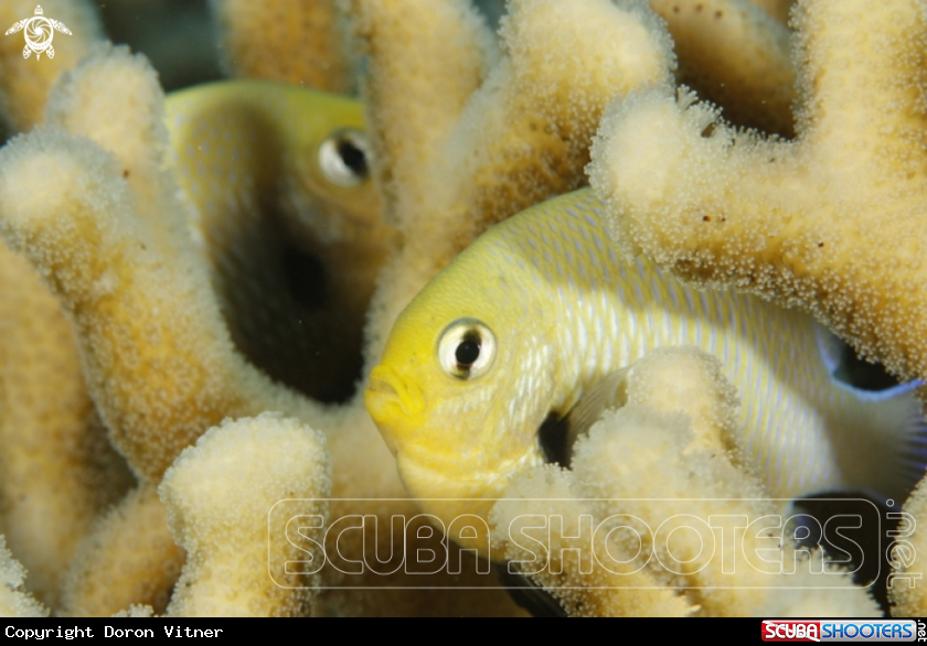 A underwater creature