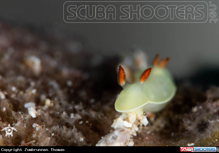 A Nudibranch 